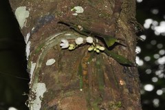 Phalaenopsis mysorensis